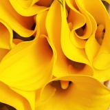 Infrapanel - obrazový motiv ISS 550 plus, Žluté květy